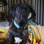 6mth old cane corso in Lincoln
