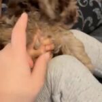 Beautiful Yorkiepoo For Sale in Derby