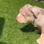 Make Micro Bully 7 Weeks in Walsall