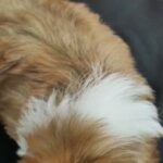 Cute boy White Ocean Pearl Yorkshire Terrier in Southend-on-Sea