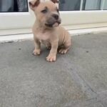 American Bully Pups in North Ayrshire