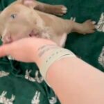 Male XL Bully in Birmingham