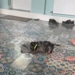 Silver Dapple Mini Dachshund in Colchester