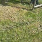 Gorgeous Mixed Breed Male Dog in London