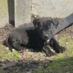 Cane Corso X Presa Canario in Sheffield