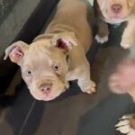 Pocket Bully Pups ABKC Registered in Manchester