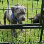 pedigree staffies for sale in North Yorkshire