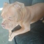 pocket bully in London