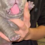 Male Pocket Bully Outright Or Co Own in Birmingham