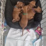 REDUCED!! 3 beautiful staffy pups in Liverpool