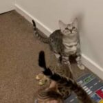 Tica Silver Champions Lines Bengal Kittens in London