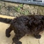 Australian labradoodles in South Gloucestershire