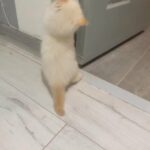 3 Beautiful Radgoll Kittens in Newcastle upon Tyne