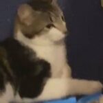 female cat in Leicester