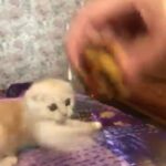 Only 1 Scottish Fold Kittens Left Ready For There New Home Know. in Birmingham