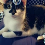 FREE 1 year old female. in Wirral