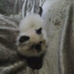 GCCF REGISTERED COLOURPOINT PERSIAN KITTENS in South Lanarkshire