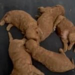 Miniature Poodles, KC registered,ready To Go in Manchester