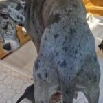 beautiful 8 great dane boys merles harlequin in London