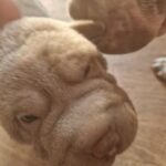 one kc reg shar pei pup left in Worcester
