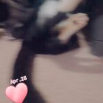 White mainecoon cross kitten in London