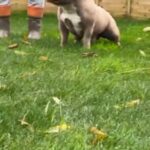 Bully Pocket Stud in London