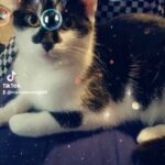 Maze (Mazikeen) 1 year old female. in Liverpool