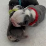 Husky Panda Frenchies in Northampton