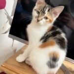 Kittens in Nottingham