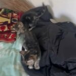 2 Beautiful Female Tabby Kittens in London