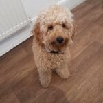 Miniature poodle kc registred in North West Leicestershire