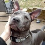 Thai ridgeback pup in Sheffield