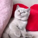 Stunning British Shorthair Girl Show quality Pedigree Registered in London