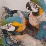 blue and macaw  babies in London