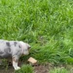 American Bully in Manchester