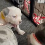 American Bully in Manchester