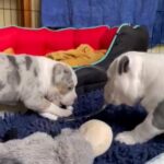 American Bully Pocket in Manchester