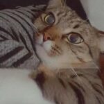 FREE TABBY 2 YEAR OLD CAT FOR SALE! in Birmingham