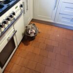 Bruno in Staffordshire