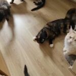 Beautiful Purebred Maine Coon kitten in London