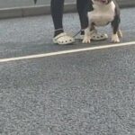 ROCKOMANIA MICRO DAEMON BOY in Blackburn with Darwen