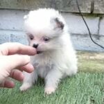 UNIQUE PARTI POMERANIAN GIRL! in Denbighshire