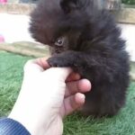 QUALITY TOY POMERANIAN BOY in Denbighshire