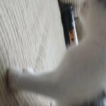male kitten for sale. 8 weeks old in Wirral