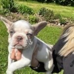 Ready Now . French bulldog Puppies, Includes New Shade Isabella’s in Boston