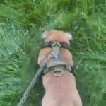 Merle English Bulldog For Stud in Hampshire