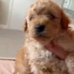 Toy Poodle X2 in Sandwell