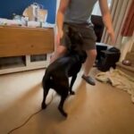 2 Year Old Dog For Sale in Ipswich