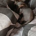 🐾❤️ Last amazing Sphynx black boy 🐾❤️❣️ in Manchester