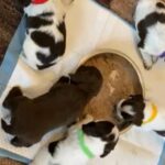 Cocker Spaniel Puppies in Calderdale